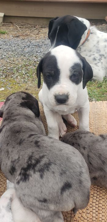 otis and dottie's litter of puppys

