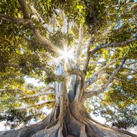 Fantasy and Grandeur by Ed Varga