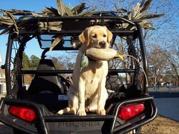 "Grace" at 8 months. She's getting birdier and crazier about retrieving every day.

