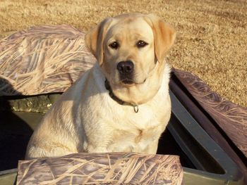 Grace at 8 months is shown here training from the Final Attack Duck Boat.

