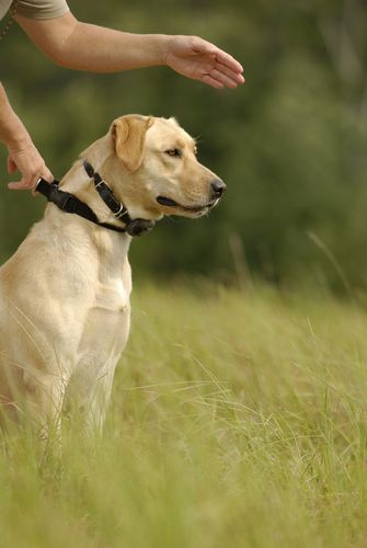 This photograph of "Dixie" being handled by Angie was a full page photo in the May/June 2009 issue of JUST LABS Magazine. It was taken at a Kristie Wilder Training Retreat (http://www.retrieverretreat.com/home/) by Chip Laughton who is a Professional Photgrapher with a special eye for dog shots. See http://www.daysafieldphotography.com/about.html for more info on Chip's work.
