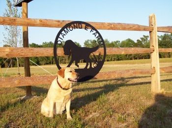 HRCH ELLIOTT'S ROCKIN' ROXY MH, CGC
