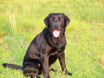 Elliott's Armbrook Lilly Of The Valley...call name "Lilly" at 8 monthd old.
