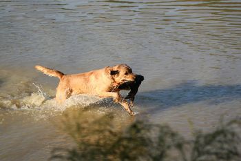 Roxy is shown here making a quick return to setup for her triple.
