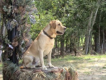 Thorne watches his marks while training from the "timber stand".
