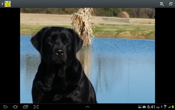1-1-15   Lilly
