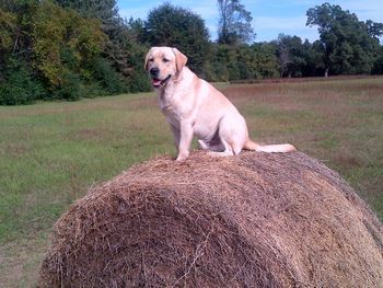 10-21-13   "Blaze" likes to sit on top of hay bales and watch the other Elliott Labs run and romp.
