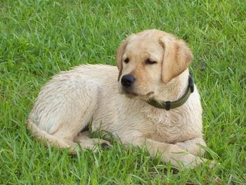 Elliott's Amazing Grace at 4 1/2 months. We have high hopes for Grace. She has a nice pedigree. Her dad is: CH, MACH PROSPECT'S SLAM DUNK MH, UD, MX, MXJ, NAP, NJP His call name is "Kobe" and he's from California. At the present time, "Kobe" is the only AKC Triple Titled Labrador in the nation. He is a Breed/Show Champion (CH), a Master Agility Champion (MACH) and a Master Hunter (MH). Her mom is: Rhumbline's Topsail Schooner MH, CC Not only is "Schooner" a gorgeous female, she is also an AKC Master Hunter and models for Ralph Lauren. She is from Mattituck, New York. See the "Links" page for more information on Grace's parents.
