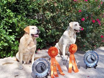 10-9-11 Roxy (L) and Duchess (R) made it through all the challenging series of the 2011 Master National Retriever event in Cambridge, Maryland to become Master National Qualifiers. Angie handled both dogs.
