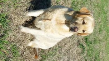12-15-16 Faith earned her Master Hunter title at the Cooper River Winter Hunt Test.
