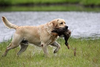 4-26-15  Blaze making a water retrieve at the 2015 Spring Carolinas Retriever Association Event at The Diamond E Farm.  (photo by Carole Morse)
