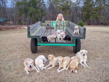 12-20-12 We have added to our "herd"! We are keeping 4 of Graces's pups and we look forward to adding info and pictures as these pups grow up.

