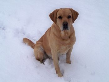 12-26-10 HR ELLIOTT'S CAROLINA THORNE MH, CGC (2009 PRC Dog of the Year) We missed having a white Christmas by one day. Thorne enjoyed our rare snow treat.
