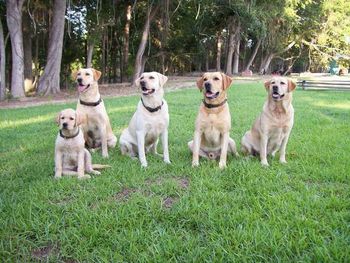 Little Grace, Dixie, Duchess, Thorne and Roxy take a break from training.
