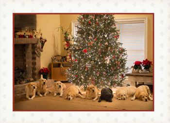 12-24-16 The Diamond E Farm / Elliott Labrador's Christmas card for 2016.  Merry Christmas !!
