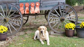 10-12-14 This little gal earned her Senior Title and added some letters to the end of her registered name at the Lumber River Retriever Club Fall Event this past weekend.  She is now Elliott’s Armbrook Living By Faith SH.
