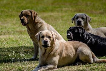 4-15-17 Blaze, Faith, Lilly and Reverend paying close attention at a recent Roxy Ministry Retriever Demonstration.  (photo by Ashley Wilson)
