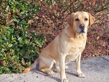 The 2009 Palmetto Retriever Club Annual Awards Banquet became one of the most exciting events of their dog competing days for Wally and Angie Elliott of Elliott Labradors. Four of their six Labradors received honors and awards. The most coveted awards being with HR Elliott's Carolina "Thorne" MH, CGC (pictured above) being awarded both 2009 PRC Master Hunter of the Year Award and 2009 PRC Overall Dog of the Year Award.
