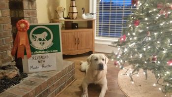 12-4-16  Reverend earned his Master Hunter title at the Palmetto Retriever Club Hunt Test!

