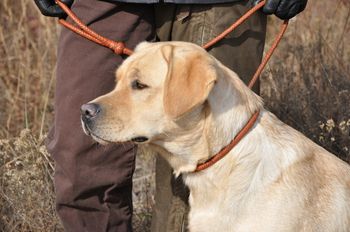 On January 30, 2010 the Palmetto Retriever Club announced the 2009 Senior Hunter of the Year Award. We are pleased to report that this year's recipient is Elliott's Amazing "Grace" of Diamond E SH, CGC. We were especially pleased with Grace's performances in 2009. We hope 2010 will provide more pleasant surprises. This is Grace with her intense "OK, I'm next to the line" look. Photo courtesy of Gordon Dorsey. He and his wife Susan are Hunt Test buddies of ours and they have some very nice Chesapeakes.

