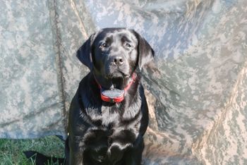 10-5-13  "Lilly" in the holding blind.
