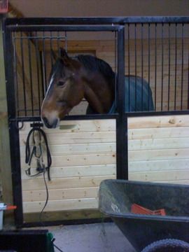 Happy Clydesdale in 12 x 12 Stall
