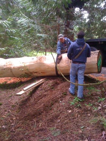 Log for Giant Treehouse
