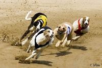 Harley Davidson Poker Run for Greyhounds