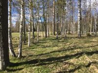 Skogskonsert med Indigorado