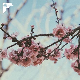 Skrillex - Still Here x Porter Robinson - Language [Flipboitamidles Edit]
