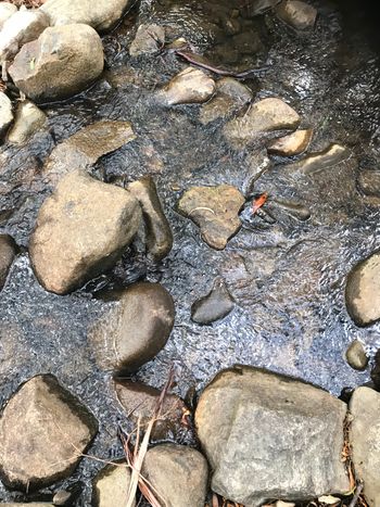 hiking, wandering, trails and creeks
