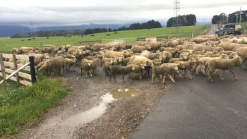 the best kind of traffic jam

