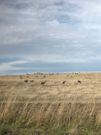 capturing the sheep's response to Alicia Keys
