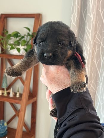 Miss Rosie Pink
