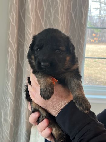 Mr. Orange (formerly Red)
