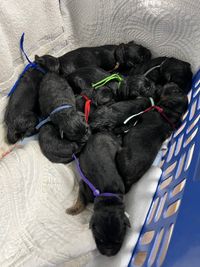 Starry Night GSDs H Litter Whelped