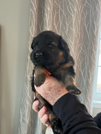 Mr Orange (formerly Red)
