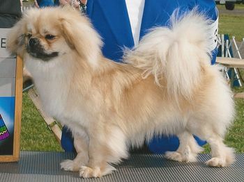 GR CH Namtrah's All Aboard " Choo" Choo is a sire I've used and loved . He is owned and loved by Namtrah
