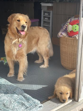 Porsche and Rio
