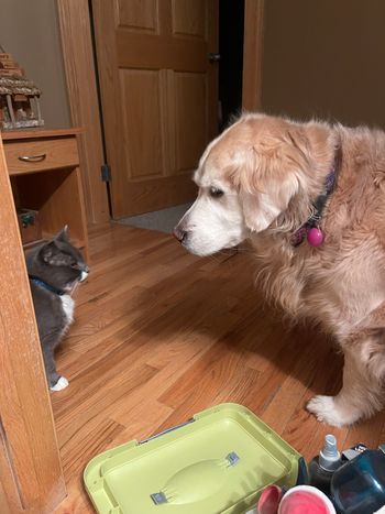Cindaquil ( Cat) & Ani
