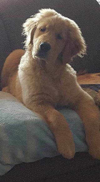 Arttu
