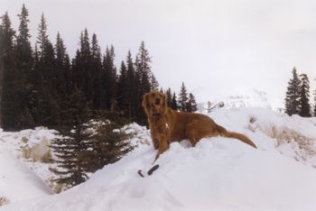 Mercedes in Banff
