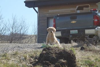 Cooper
