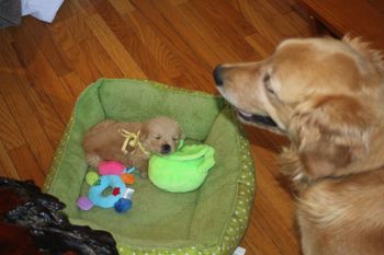 Cooper with Baby Chloe
