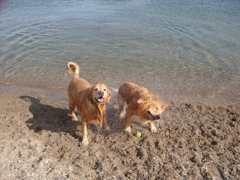 Wilson and Rocky
