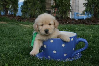 Trooper
