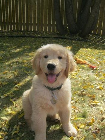 Cooper
