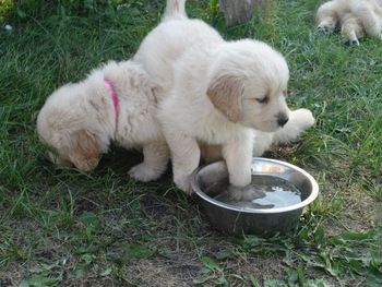 Puppies Journey X Henry
