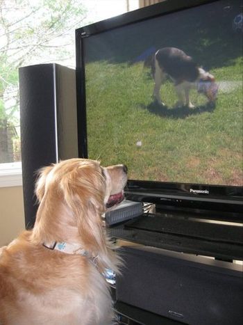 Dakota watching TV
