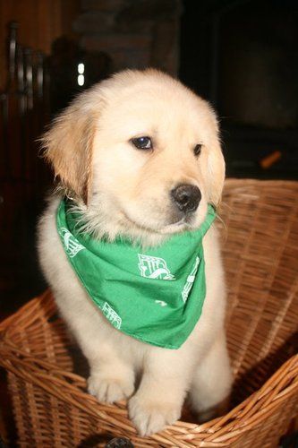 Pippin
